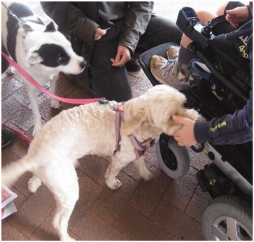 Figure 3. Inclusive street in regional town Australia that enables connections, space to pause and belong.Image description: A young person in an electric wheelchair patting a white furry dog on the footpath of town centre, the owner of the dog kneeling down to talk to the young person. There is also another dog in the background looking on – has white and black spots. Image Source: Stafford.