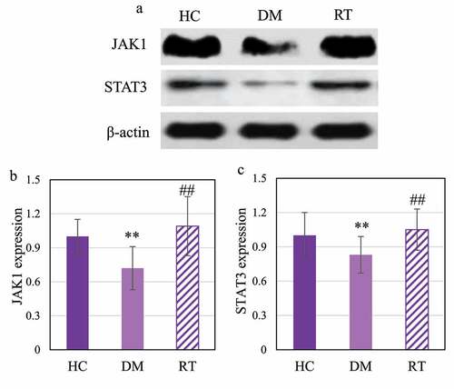 Figure 7. Comparison on JAK1 and STAT3 protein expression levels in the hippocampus of rats in each group.