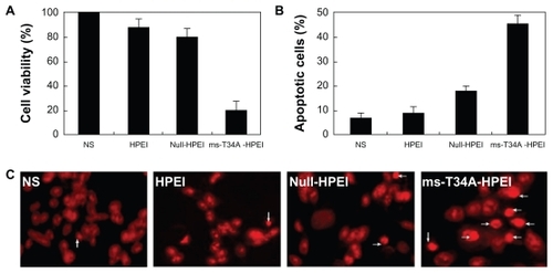 Figure 2 Antitumor activity of ms-T34A-HPEI on C-26 cancer cells in vitro. (A) Cell viability was measured by MTT, (B) cellular apoptosis was testified by flow cytometric analysis, and (C) nuclear morphology of C-26 cells, which were treated with the indicated agents for 48 hours and analyzed for nuclear apoptosis by propidium iodide staining.Abbreviations: HPEI, heparin-polyethyleneimine; ms-T34A, mouse survivin-T34A; NS, normal saline.