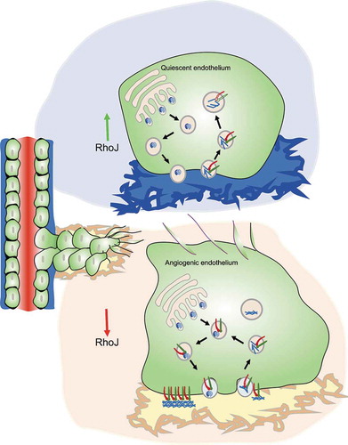 Figure 1. Quiescent endothelial cells rest on a laminin rich basement membrane matrix [Citation38] (blue). High RhoJ activity in these cells prevents fibronectin bundling and deposition as fibrils. RhoJ inhibits the uptake of ligand-bound α5β1 and diverts the receptors into a degradative fate. At the onset of angiogenic sprouting, a fibronectin rich provisional matrix is laid out (yellow). RhoJ inactivation by angiogenic growth factors promotes active α5β1 internalization and trafficking through the post-Golgi compartments to promote fibronectin fibrillogenesis
