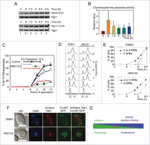 Figure 9. Proteasome activity is essential for meiotic division but not for meiosis initiation. (A) Validation of proteasome upregulation during meiotic division. A 3HA tag was fused at the C termini of RPN9 and RPN11 in the SK1 background yeast strain. Cells were sporulated and released from NDT80 arrest by adding 5 μM β-estradiol at 6 h. Samples were collected and detected by western blotting with anti-HA antibody. (B) Chymotrypsin-like activity of 20S proteasome during meiosis. Total cell lysates from different time points were collected and were used to detect their relative proteasome activity. *, P < 0 .05 vs 0 h sample. (C) Effect of MG132 treatment at different meiotic stages on yeast sporulation. MG132 (100 μM) was added to the SPM at either the time of transfer or 6 h after induction. MG132 was washed out after 6 h, and the effect on sporulation was detected. DMSO was used as the control. Data were presented as the mean ± SD. Asterisk indicates statistically significant difference in comparison with 0 to 12 h treated samples (red line). *, P < 0 .05; **, P < 0 .01. (D) MG132 treatment did not affect premeiotic DNA replication. The WT yeast strain was sporulated in SPM without or with MG132, samples were stained with Sytox Green and analyzed by flow cytometry. (E) Effect of MG132 treatment on yeast nuclear division and SPB duplication. The CNM67-GFP mCherry-TUB1 strain was sporulated in SPM in the absence or presence of MG132, and the numbers of SPBs in either MG132-treated or untreated strains were calculated using microscopy. (F) Samples at 9.5 h were collected and visualized by fluorescence microscopy. Scale bar: 5 μm. DIC, differential interference microscopy. (G) Model for the role of autophagy and the proteasome in yeast meiosis.