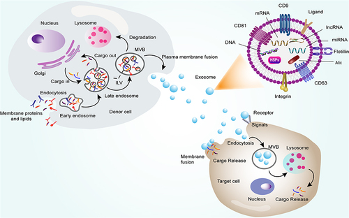 Figure 2 Mechanisms of exosome biogenesis and uptake, and the main structure and composition of exosomes.
