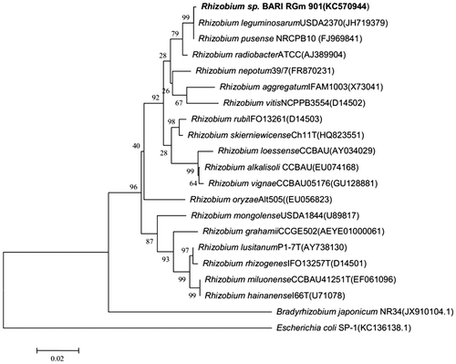 Fig. 1. Phylogenetic relationship of Rhizobium sp. BARIRGm901 and related organisms were determined by aligning nucleotide sequences derived from a PCR analysis of 16S rDNA recovered from nodules of soybean plants.