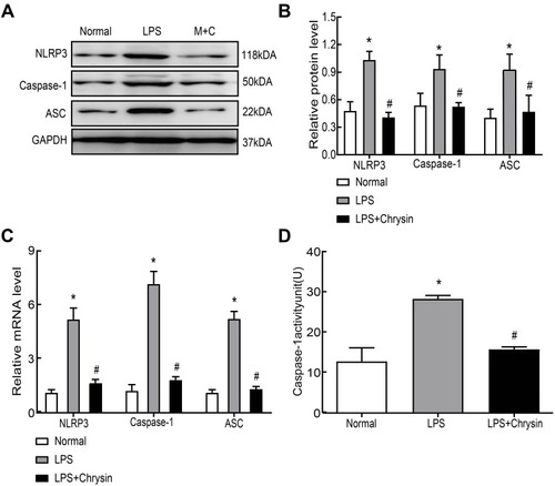Figure 5 Chrysin suppressed NLRP3 inflammasome activation in vitro. Secreted protein (A and B) or mRNA (C) levels of NLRP3, caspase1 and ASC in FLSs. (D) Caspase-1 activity detection. The statistical data of the three independent experiments are expressed as the mean ± SD, and significant differences among the groups are shown as *P < 0.05 vs the Normal group and #P < 0.05 vs the LPS group.