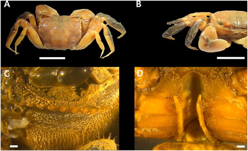 Figure 1. Helicana japonica male–Scale 10 mm (A, B); 1 mm (C, D). (A) dorsal over view; (B) Ambulatory legs; (C) Suborbital ridge; (D) First pleopods. (photos taken by Ji Min Kim at MABIK).
