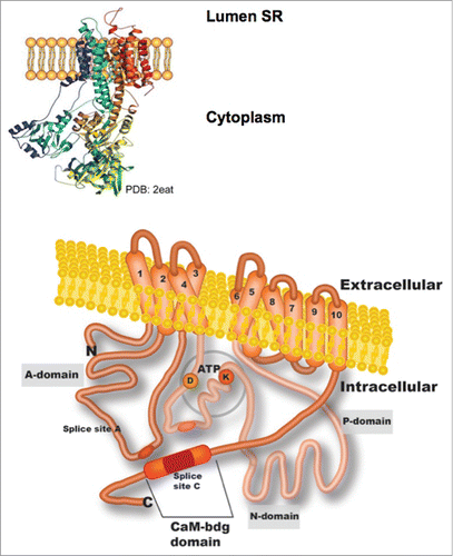 Figure 1. Illustrated topology of a plasma membrane Ca2+-ATPase (PMCA). The three-dimensional representation of reticulum sarcoplasmic Ca2+-ATPase (SERCA; PDB:2eat) that is shown at the top of the figure was used to construct the PMCA model below. The structure predicted for PMCA includes most of the domains being oriented toward the cytoplasmic face and 10 transmembrane domains (TM). Domain A, which is between TM domains 2 and 3, contains splice site A and a site for phospholipid binding. The intracellular loop located between TM domains 4 and 5 comprises the P- and N-domains where phosphorylation of an aspartate residue (D) and ATP-binding of a lysine residue (K) occur. The C-terminus also contains a calmodulin-binding site in splice site C.