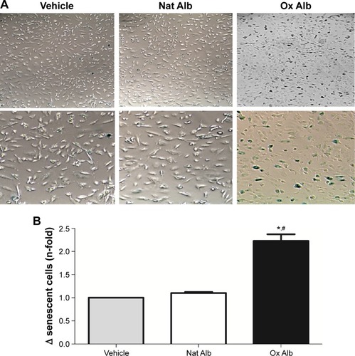 Figure 5 Senescent-associated β-galactosidase activity staining of native and oxidized albumin treatments.