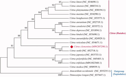 Figure 1. The maximum-likelihood (ML) phylogenetic tree of 19 plant chloroplast genomes is based on 76 conserved protein-coding genes. Numbers in the nodes are bootstrap values from 1000 replicates. The GenBank accession numbers for tree reconstruction are listed right to their scientific names.