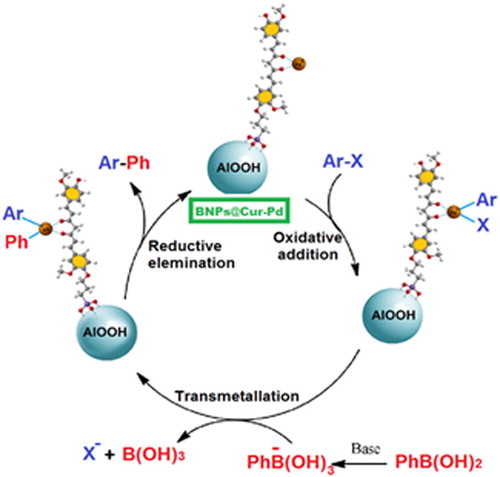 Scheme 2. Schematic of the Suzuki coupling mechanism by BNPs@Cur-Pd nanocatalyst.