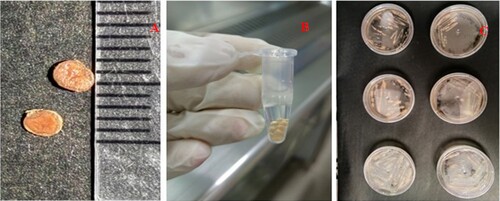 Figure 1. (A) The pink colour in nodules indicates leghemoglobin, (B) sterilisation of nodules in microtubes, (C) Growth of isolates in Yeast Extract Mannitol Agar (YMA) plate.