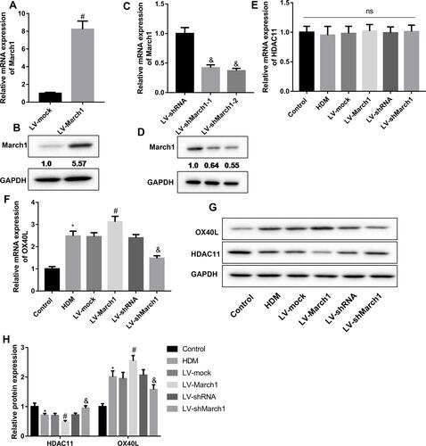 Figure 2 The regulation of March1 on the expression of HDAC11 and OX40L. (A and B) DCs were infected with the lentivirus which carrying March1-expressing vector or empty vector. Subsequently, qRT-PCR and Western blot were performed to detect the expression of March1 mRNA and protein, respectively, thus to test the infection efficiency. n = 3. #P < 0.0.5 compared with LV-mock group. (C and D) Two types of March1 shRNA were designed, and were packaged into lentivirus to inhibit the expression of March1 in DCs. qRT-PCR and Western blot were carried out to detect the expression of March1 mRNA and protein, respectively. n = 3. &P < 0.05 compared with LV-shRNA group. (E and F) DCs were infected with the lentivirus which carrying March1-expressing vector or March1 shRNA, and qRT-PCR was carried out to examine the expression of HDAC11 and OX40L mRNAs. (G and H) Western blot was performed to measure the expression of HDAC11 and OX40L proteins. n = 3. *P < 0.05 compared with Control group, #P < 0.05 contrasted with HDM group, and &P < 0.05 contrasted with HDM group.