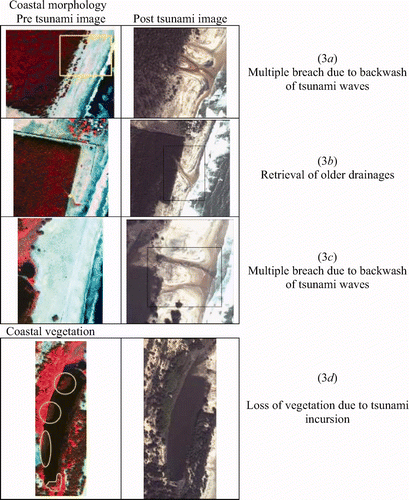 Figure 3. Impact of tsunami observed in the form of change in the coastal morphology and loss of vegetation cover at sector 1 (northern part of the study area).