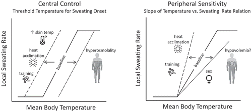 Figure 3. An illustration of central and peripheral control of sweating and the factors that modify the sweating response to hyperthermia. Shifts in the onset (threshold) and sensitivity (slope) of the sweating response to hyperthermia are depicted by the dashed lines. Other potential factors that may directly or indirectly modify sweating (altitude/hypoxia, microgravity, menstrual cycle, maturation, aging) are discussed in the text.