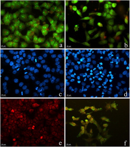 Figure 4. Fluorescent microscopy images of the morphological alterations induced by myosmine in human hepatocellular carcinoma cell line HepG2. Control cell cultures (a, c, d); cell cultures exposed to 5 mmol L−1 myosmine for 24 h (b, d, f). Acridine orange/ethidium bromide staining (a, b); DAPI staining (c, d); Annexin V-FITC and propidium iodide staining (e, f).
