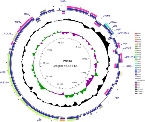 Figure 4 Structure of plasmid pNDM-5-N816 carrying blaNDM-5 from Klebsiella pneumoniae N816.