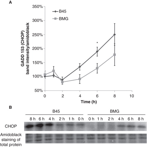 Figure 2. Effects of palmitate on GADD153 (CHOP) expression in B45 and BMG cells. RIN cell clones were incubated with 0.5 mM palmitate (0.5% BSA) for 8 h. A: Mean optical density measurements of the immunoblots of CHOP. Protein values were normalized to amido black staining of total protein. The results are expressed as percentages of the control (B45 cells; Time zero) and shown as means ± SEM. * denotes p < 0.05 using paired Student’s t test when comparing protein induction in BMG cells with corresponding B45 cells. B: One representative immunoblot of CHOP expression from five experiments is shown.