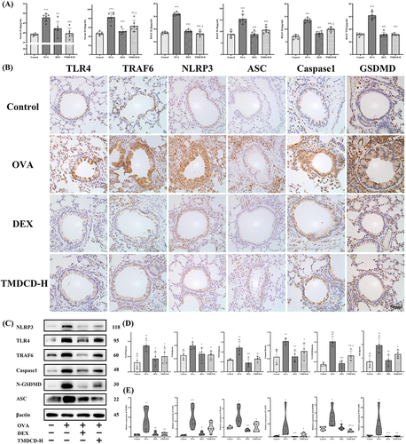 Figure 8 Effects of TMDCD on regulating TLR4-NLRP3 pathway-mediated pyroptosis. It was observed that IL-1β and IL-18 in BALF and serum were significantly increased in the OVA-induced asthmatic model (A), which indicated the activation of TLR4-NLRP3 pathway. IHC staining showed that typical expressions of the main target proteins of TLR4-NLRP3 pathway, including TLR4, TRAF6, NLRP3, ASC, Caspase 1, and GSDMD, were marked in brown in areas around airway epithelial cells, airway basement membranes, alveolar cells, and vascular around regions in the asthmatic model (B). With the treatment of TMDCD, these positive expressions were inhibited. Further, Western blot and real-time PCR experiments suggested TMDCD could decrease TLR4-NLRP3 pathway-related protein expressions by repressing their gene transcriptions (C–E). All data were expressed as mean ± SEM, except real-time PCR results (E) was for M (Q1, Q3), n = 3 animals per group for western bolt, and n = 6 animals per group for real-time PCR. Compared with the control group, ***P < 0.001, **P < 0.01, *P < 0.05; compared with the OVA group, †††P < 0.001, ††P < 0.01, †P < 0.05; compared with the DEX group, ‡P < 0.05.