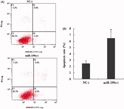 Figure 3. Down-regulate expression of miR-199a promotes hepatocyte apoptosis. (A) Apoptosis analysis of miR-199a in BRL-3A were tested by flow cytometry after treatment with miR-199a inhibitors or NC; (B) Quantification of the cell apoptosis rate in each group. All data are represented as the mean ± SD, *p < .05.