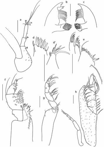 Figure 10. Eocuma guinean sp. nov., non-ovigerous female, paratype (ZMBN 149214). a, Antennule; b, left mandible; c, right mandible; d, maxilla outer endite; D’, maxilla inner endite; e, maxillula; f, maxilliped 1; g, maxilliped 2; h, maxilliped 3. Scale bars = 0.1 mm.