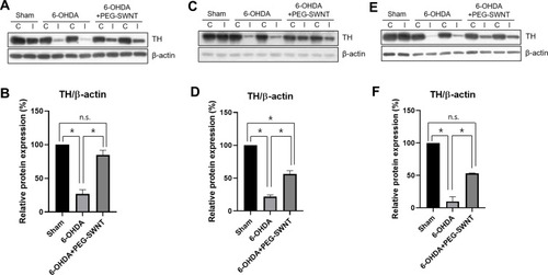 Figure 4 Western blot analysis of TH protein level in mice ST by PEG-SWNTs. The effect of PEG-SWNT administration route on TH protein expression was evaluated in PD mice ST. (A and B) TH expression in Method 1; (C and D) TH expression in Method 2; (E and F) TH expression in Method 3. (One-way ANOVA, all pair-wise multiple comparisons were performed with Holm–Sidak’s method, *P < 0.05; n = 4 for each group).