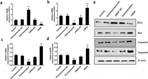 Figure 4. ATF3 inhibited the expression of pro-apoptosis factors in keloid fibroblast cells