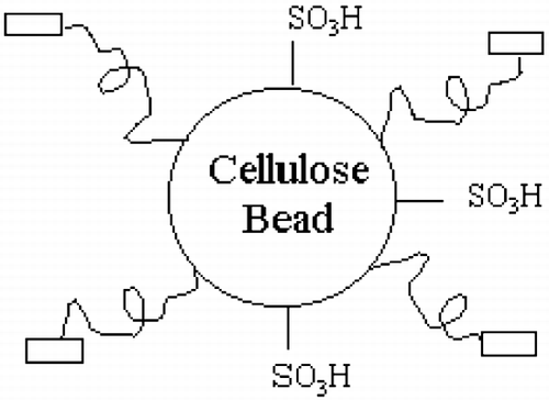 Figure 1. Schematic structure of cellulose adsorbent with amphiphilic ligands; Display full size: cholesterol.