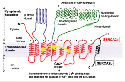 Figure 5. Schematic representation of the structure of the SERCA2a (10 transmembrane helices) and SERCA2b (11 transmembrane helices) calcium pumps. Slightly modified (by adding a horseshoe-shaped string (in yellow) representing the binding of (endo- or exogenous) sesquiterpenoids linking the TM loops 3, 5 and 7): after Dhitavit et al. in Br J Derm 2004, Vol 150, page 823.Citation55 With permission from the publisher.