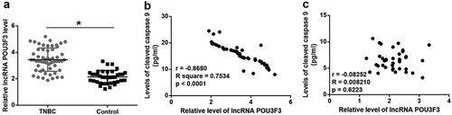Figure 1. LncRNA POU3F3 level was upregulated in tumor tissues and was significantly and inversely correlated with levels of cleaved caspase 9.Expression levels of lncRNA POU3F3 were higher in tumor tissues than in adjacent healthy tissues of TNBC patients (a) and were significantly and inversely correlated with levels of cleaved caspase 9 in tumor tissues (b) but not in adjacent healthy tissues (c) (*, p < 0.05).