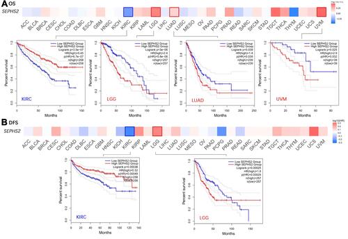 Figure 7 Kaplan-Meier survival plots analysis of high and low expression of SEPHS2 in different cancers types. (A) Overall survival of KIRC, LGG, LUAD, and UVM patients. (B) Disease free survival of KIRC and LGG patients.