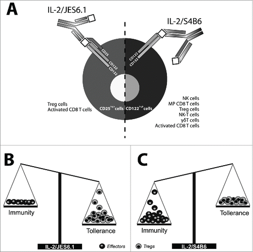 Figure 1. Different stimulatory activity of IL-2/JES6.1 and IL-2/S4B6 immunocomplexes. (A) IL-2/JES6.1 immunocomplexes essentially require high-affinity trimeric IL-2 receptor to be expressed on cell surface. Thus, the utilization of IL-2/JES6.1 immunocomplexes is limited to CD25 expressing cells (left part). On the other hand, intermediate affinity dimeric receptor is sufficient to utilize IL-2/S4B6 immunocomplexes being available for much broader spectrum of immune cells (right part). (B) IL-2/JES6.1 immunocomplexes potently and selectively expand Treg cells while not increasing the number of effectors and thus generally promote tolerance. (C) IL-2/S4B6 immunocomplexes stimulate expansion of effectors much strongly than expansion of Treg cells and thus generally promote immunity.