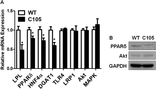 Figure 4. qPCR of genes and western blots of proteins. (A) Glucose and lipid regulating gene expressions were decreased in C105 mouse livers (n = 4–6 per group). *p < 0.05 compared with WT mice. (B) PPARδ and Akt protein expressions in mouse liver were analyzed with western blotting. GAPDH was used as a loading control.