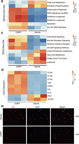 Figure 4 Nociceptor neurons affect polarization of macrophages (A) Representative FACS plots (left) showing macrophages (F4/80+ CD11B+) in Caph or vehicle-treated mouse bladders. Assessment ratio (right) of Caph or vehicle-treated mice bladder macrophages by flow cytometry analysis (n=5; ns, P > 0.05). (B) Representative images of the locations of F4/80-positive cell in Caph or vehicle-treated mice bladders by immunofluorescence assays (n=4). (C) Representative FACS plots (left) showing M1 (F4/80+CD11B+CD86+ gates) and M2 (F4/80+CD11B+CD206+) in Caph or vehicle-treated mouse bladders. Assessment ratio (right) of Caph or vehicle-treated mice bladder M1 and M2 by flow cytometry analysis (n=5; *P < 0.05). mRNA expression from mouse BMDM after 6 hours post-infection with CGRP or PBS-treated (D–G). (D) Measurement of mRNA of mouse macrophages polarization marker by PCR (n= 3; **P < 0.01; #P < 0.0001). (E) Transcriptome analysis by Hallmark gene sets. (F) Transcriptome analysis by KEGG gene sets. (G) Differentially expressed genes for transcriptome analysis. (H) Representative images of pH probe (red) for the pH levels of mouse BMDM by immunofluorescence assays (n=6).