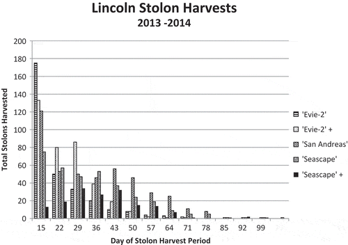 Figure 2. Actual total number of stolons removed during a 99-day period for five cultivars at Lincoln (experiment 3). The initial day of stolon removal corresponded to week 8 (day 15; November 5) in the production timeline.