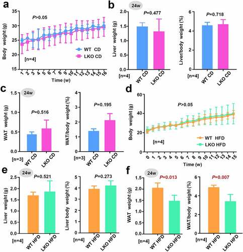 Figure 2. Effect of SND1 hepatocyte-specific deletion on weight of mice