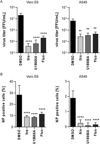 Figure 6. Dose-dependent anti-EBOV activities of drugs acting on the cellular cholesterol homeostasis. Vero E6 and A549 cells were infected using EBOV (Zaire, MOI 10) for 24 h and treated with itraconazole (Itra, 10 µg/mL) or U18666A (10 µg/mL) or fluoxetine (Fluo, 20 µM) for the entire infection period. DMSO served as solvent control. (A) Viral titres were determined by TCID50 assay and FFU calculated. (B) Quantification of viral infection levels via immunofluorescence assay. NP positive cells were expressed as percentage of total cell counts. Bars show the means ± SEM of five independent experiments. Data were analyzed for statistically significant differences with one-way ANOVA followed by Dunnett’s multiple comparison test; p-values ≤ 0.05 were considered statistically significant. **p ≤ 0.01, ****p ≤ 0.0001.