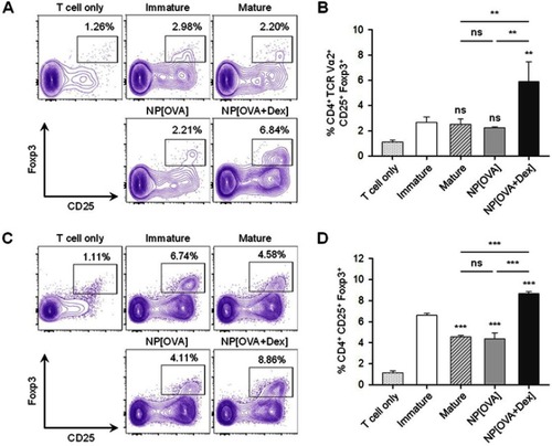 Figure 4 DCs treated with NP[OVA+Dex] induce Foxp3+ Treg cells from naïve CD4+CD25− T cells.Notes: (A) Induction of Foxp3+ Treg cells from OVA-specific CD4+CD25− T cells. DCs generated from C57BL/6 mouse bone marrow cells were stimulated with IFN-γ (50 ng/mL) plus TNF-α (50 ng/mL), or treated with NP[OVA] or NP[OVA+Dex] (10 μg/mL as OVA) for 48 h. DCs were co-cultured with CD4+CD25− T cells isolated from the spleens of OT-II mice at a ratio of 1:10 in a medium containing recombinant human IL-2 (100 U/mL) for 4 days. Cells were gated on CD4+TCR Vα2+ cells and the expression of CD25 and Foxp3 was analyzed. The data show representative histograms of three independent experiments. (B) The proportion of CD25+Foxp3+ Treg cells in the CD4+TCR Vα2+ cell population of each experimental group is shown. (C) Induction of Foxp3+ Treg cells in allogeneic MLR. DCs were then co-cultured with CD4+CD25− T cells isolated from the spleens of BALB/c mice at a ratio of 1:10 in a medium containing recombinant human IL-2 (100 U/mL) for 4 days. Cells were gated on CD4+ cells and the expression of CD25 and Foxp3 was analyzed. The data show representative histograms of three independent experiments. (D) The proportion of CD25+FoxP3+ Treg cells in the CD4+ cell population of each experimental group is shown. The data are presented as mean ± SD of three independent experiments. The data are presented as the mean ± SD of three independent experiments. **P<0.01, ***P<0.001. “ns” indicates no significant difference.Abbreviations: DCs, dendritic cells; Dex, dexamethasone; Foxp3, forkhead box P3; IFN-γ, interferon-γ; IL-2, interleukin-2; NP[OVA+Dex], nanoparticles containing ovalbumin and dexamethasone; MLR, Mixed lymphocyte reaction; NP[OVA], nanoparticles containing only ovalbumin; OVA, ovalbumin; SD, standard deviation; TCR, T cell receptor; TNF-α, tumor necrosis factor-α; Treg cells, regulatory T cells.