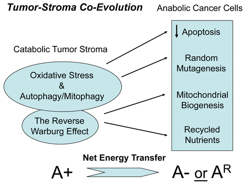 Figure 1 Deciphering tumor-stroma co-evolution: the autophagic tumor stroma model of cancer cell metabolism. Cancer cells induce oxidative stress in adjacent stromal fibroblasts. Then, the resulting oxidative stress in cancer-associated fibroblasts helps drive tumor-stroma co-evolution, by randomly mutagenizing cancer cells, while protecting them against apoptosis and providing them with abundant recycled nutrients and chemical building blocks via autophagy. This results in a net energy transfer from the autophagic tumor stroma to the anabolic “hungry” cancer cells. Thus, stromal oxidative stress and autophagy function(s) as a “battery” to drive tumor-stroma co-evolution and “fuel” oxidative mitochondrial metabolism in cancer cells. A+ (positive), increased autophagy/mitophagy in cancer associated fibroblasts; A− (negative), decreased autophagy/mitophagy in epithelial cancer cells. AR (resistant), denotes the successful evolution of autophagy-resistant cancer cells, due to genetic silencing or deletion of required autophagy genes, such as Beclin1.