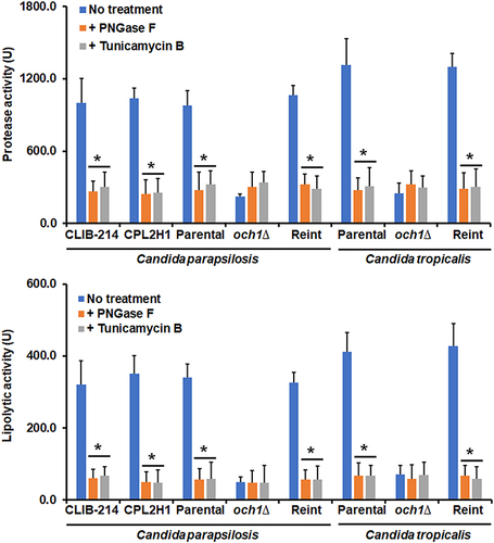 Figure 3 Quantification of secreted protease and phospholipase activity in biofilms of Candida parapsilosis and Candida tropicalis och1∆ null mutant and control strains. Biofilms were prepared as described in the materials and methods section, and protease and phospholipase activities were measured in the extracellular component of biofilms. No treatment refers to biofilms generated in the presence of culture medium; + PNGase F, biofilms were formed in the presence of 50 U peptide-N-glycosidase F (PNGase); + Tunicamycin -B, biofilms formed in the presence of 2 µM tunicamycin B. *P < 0.05 when compared with the No Treatment condition. Data are shown as means ± SD from three experiments performed by duplicate. For the case of Candida parapsilosis, Parental, och1∆, and Reint (reintegrant) are CPRI, AP-1, and AP-2, respectively. For Candida tropicalis, Parental, och1∆, and Reint are MYA-3404, HMY181, and HMY205, respectively.