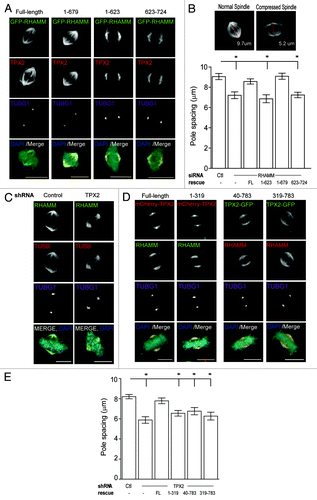 Figure 5. Proper mitotic spindle length requires RHAMM targeting TPX2 to the spindle poles. (A) Cells treated with siRNA targeting RHAMM were transfected with the indicated GFP-RHAMM constructs, and asynchronous metaphase cells were analyzed by immunofluorescence. Amino acids 623–679 of RHAMM are the minimal required domain for protein localization to spindle poles (identified by TUBG1), while TPX2 localization to the spindle poles require additional residues. Scale bars = 10 μm. (B) Spindle length was measured based on TUBG1 staining in cells treated with either control siRNA or RHAMM targeted siRNA and followed by rescue with indicated GFP-RHAMM constructs. Measurements are made in a 3D projection along a plane perpendicular to the chromosomes. The bZIP motif (623–679) was necessary, though not sufficient, to establish proper mitotic spindle length. (mean ± SEM, n = 3, 30 cells per treatment, *P < 0.05). (C) RHAMM remained localized at the spindle poles in cells treated with shRNA targeting TPX2. Scale bars = 10 μm. (D) Cells treated with shRNA targeting TPX2 were transfected with the indicated mCherry-TPX2 or TPX2-GFP constructs and asynchronous metaphase cells were analyzed by immunofluorescence. Scale bars = 10 μm. (E) Spindle length was measured based on TUBG1 staining in cells treated with either control shNHP or TPX2 targeted shRNA, and followed by rescue with indicated mCherry–TPX2 or TPX2–GFP constructs. Measurements are made in a 3D projection along a plane perpendicular to the chromosomes. (mean ± SEM, n = 1, >15 cells per treatment, *P < 0.05)