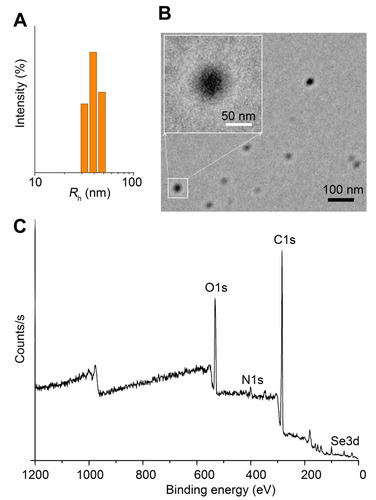 Figure 2 Characterization of Se-CQDs. (A) Particle size of the Se-CQDs, as measured by DLS. (B) TEM image of Se-CQDs. (C) XPS spectrum of Se-CQDs.