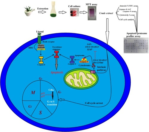 Figure 13 Illustration of the possible molecular pathway for the induced apoptosis triggered by FALHE.