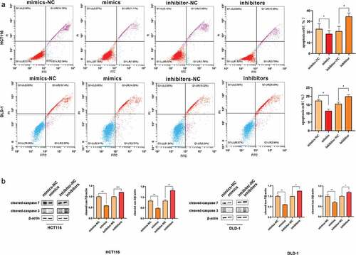 Figure 3. MiR-455-3p inhibited cell apoptosis. (a) MiR-455-3p hindered cell apoptosis in HCT116 and DLD-1. After overexpression of miR-455-3p or knock-down miR-455-3p, cell apoptosis was analyzed by examination of Annexin V-FITC and PI double-staining. The statistical chart was attached to the corresponding image. (b) Apoptotic protein cleaved caspase 3 and cleaved caspase 7 were analyzed by western blot. The bar graph was the quantitative analysis of western blot. Data were shown as the mean ± SD (n=3). * means P < 0.05 and *** means P < 0.001, respectively. All data were performed triplet.