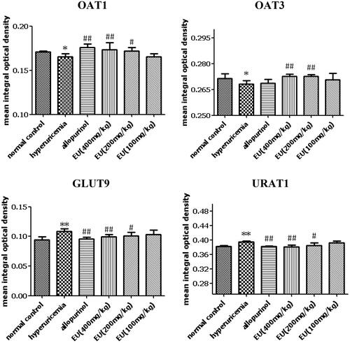Figure 7. Effect of EU on the expression of OAT1, OAT3, URAT1 and GLUT9 in hyperuricemia rats. *p < 0.05, **p < 0.01 as compared to the normal control; #p < 0.05, ##p < 0.01 as compared to the hyperuricemia group.