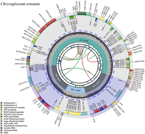 Figure 2. The chloroplast genome map of Chrysoglossum ornatum. From the center outward, the map consists of six rings. The first circle represents the forward and reverse repeats connected with red and green arcs, respectively. The second circle shows the tandem repeats marked. The third circle displays the microsatellite sequences. The fourth circle indicates the sizes of feature regions, including a large single-copy (LSC), a small single-copy (SSC), and two inverted repeats (IRa and IRb). The fifth circle exhibits the GC content. The sixth circle presents the genes with different functions.