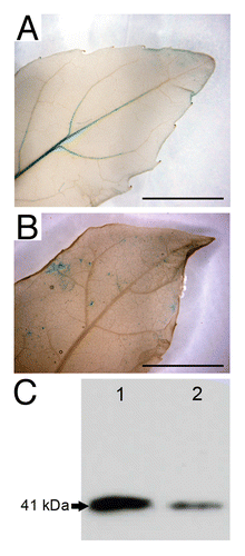 Figure 4.PtaRHE1 response to ABA treatment in 2-mo-old in vitro poplar plants. (A) Leaf from pPtaRHE1::GUS plant transferred in ABA-free liquid medium for 6 h; (B) Leaf from pPtaRHE1::GUS plant transferred in ABA-supplemented medium (150 µM) for 6 h. Scale bars represent 1 cm; (C) western blot analysis of total protein extract (15 µg) from leaves of P. tremula x P. alba incubated in ABA-free liquid medium (lane 1) or in ABA-supplemented medium (lane 2).