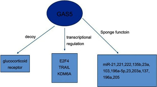 Figure 1 The biological processes regulated by LncRNA GAS5.
