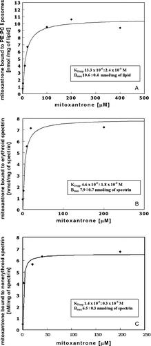 Figure 2.  The apparent equilibrium dissociation constants for mitoxantrone association with lipids and erythroid or nonerythroid spectrin are similar. The binding isotherms of mitoxantrone with PE/PC (3/2) bilayers (A), mitoxantrone with erythroid spectrin (B) and mitoxantrone with nonerythroid spectrin (C). KDapp and Bmax values as well as standard error of the calculated fit are given in the insets.