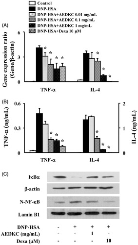 Figure 4. Effects of AEDKC on inflammatory cytokines and NF-κB activation in mast cells. RBL-2H3 cells (5 × 105/well) were sensitized with anti-DNP IgE (50 ng/mL). After overnight incubation, the cells were pretreated with or without drugs, including AEDKC and Dexa, for 1 h, and then challenged with DNP-HSA (100 ng/mL). (A) The gene expression of inflammatory cytokines was determined by qPCR. (B) The secretion of inflammatory cytokines was measured by ELISA. Graph data represent the mean ± SD of three independent experiments. (C) NF-κB activation was assayed by Western blot (N: nuclear). β-actin and lamin B were used as loading controls. The bands are representative of three independent experiments. *p < 0.05 compared with the DNP-HSA-challenged group. Dexa: dexamethasone.