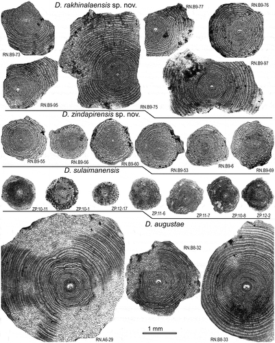 Figure 18. Equatorial sections of Discocyclina rakhinalaensis sp. nov., D. zindapirensis sp. nov. and D. sulaimanensis and D. augustae from the Drazinda Formation.