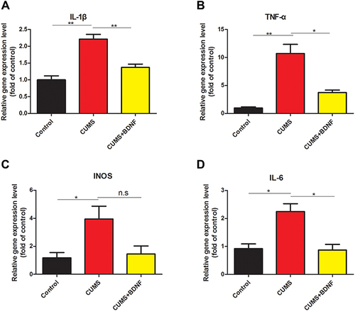 Figure 3 Intranasal BDNF treatment reduced inflammatory-associated gene expressions in the hippocampus of CUMS model mice. The hippocampal mRNA expression levels of IL-1β (A), TNF-α (B), iNOS (C) and IL-6 (D) in mice under various treatments. Data are presented as mean ± S.E.M, n = 3, *p < 0.05 and **p < 0.01. One way ANOVA statistics: F a =25.20, F b = 25.93, F c =5.338, F d =12.56.